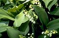 European Lily of the Valley (Convallaria majalis)