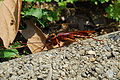 American Cockroach (P. americana)