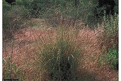 Purple needlegrass.jpg