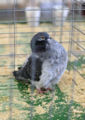 Stock pigeon (Columba oenas)