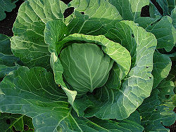 The Cabbage.jpg