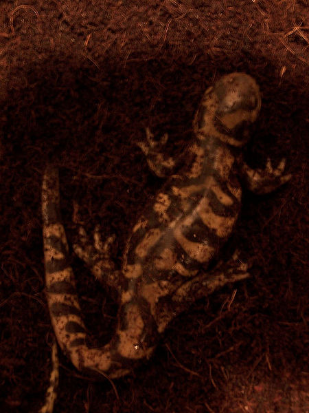 File:Tiger salamander.jpg