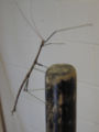 Walking stick Order: Phasmatodea