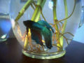 bettas live in a symbiotic relationship with the plants in their habitats