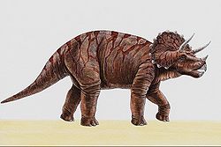 Ceratopsidae.JPG