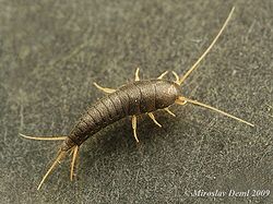 Lepisma saccharina.jpg