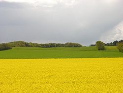 Mustard field.jpg