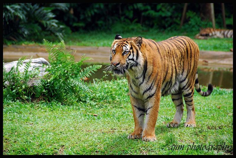File:SouthChinaTiger.jpg