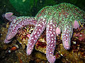 Thumbnail for version as of 05:55, 3 December 2010