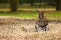 Unidentified wallaby