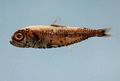 Bluntsnout Lanternfish (Obtusirostre) Genus:Myctophum