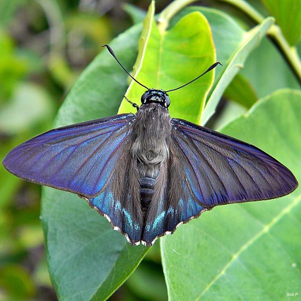 File:Hesperiidae B.jpg