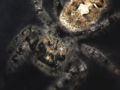 Jumping spider1.jpg