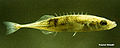 Thumbnail for version as of 05:38, 30 January 2012