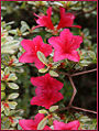 Pink Gumpo Azalea Family: Ericaceae