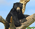 Sun bear ( H. malayanus) Order: Carnivora Family: Ursatatay