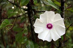 Sweet potato flower.jpg
