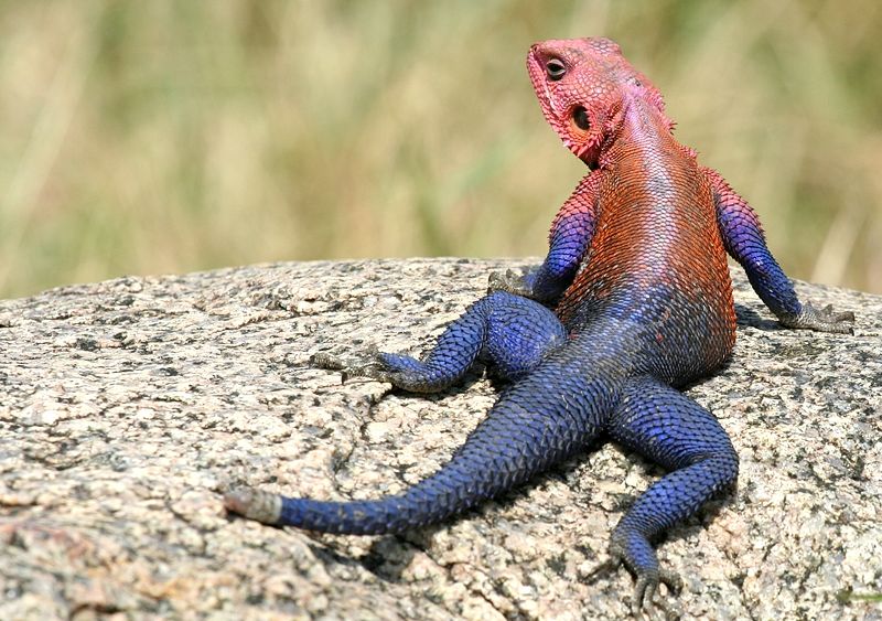 File:AgamaLizard.jpg