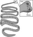 Thumbnail for version as of 00:34, 7 November 2007