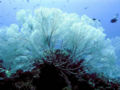 Sea fan colony