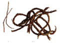 Cords and Ropes (Cores and ropes were used to bind something. Maybe they were used with tabs and thongs to bind scrolls or manuscripts.)