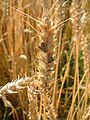 Ergot Genus: Claviceps