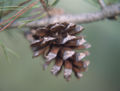 Virginia Pine male mature cone