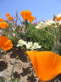 Thumbnail for version as of 05:02, 27 May 2008
