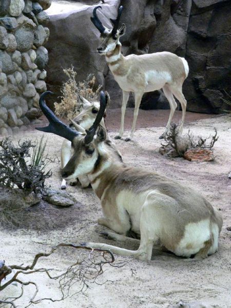 File:Pronghornd.jpg
