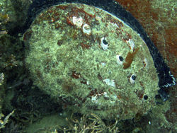Red abalone.jpg