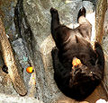 Sun bear ( H. malayanus) Order: Carnivora Family: Ursatatay