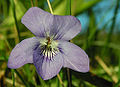 Thumbnail for version as of 03:53, 17 May 2010