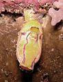 Golden sea squirt (Polycarpa-aurata)
