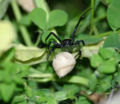 Black widow and egg sac.