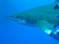 This is the head of the Oceanic Whitetip Shark.