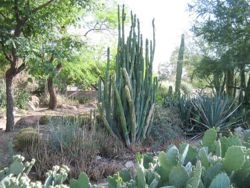 800px-Echinopsis-pachanoi-habit.jpg