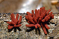 Arcyria denudata Infraphylum: Mycetozoa Order: Trichiales