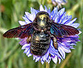 Thumbnail for version as of 05:04, 5 November 2011