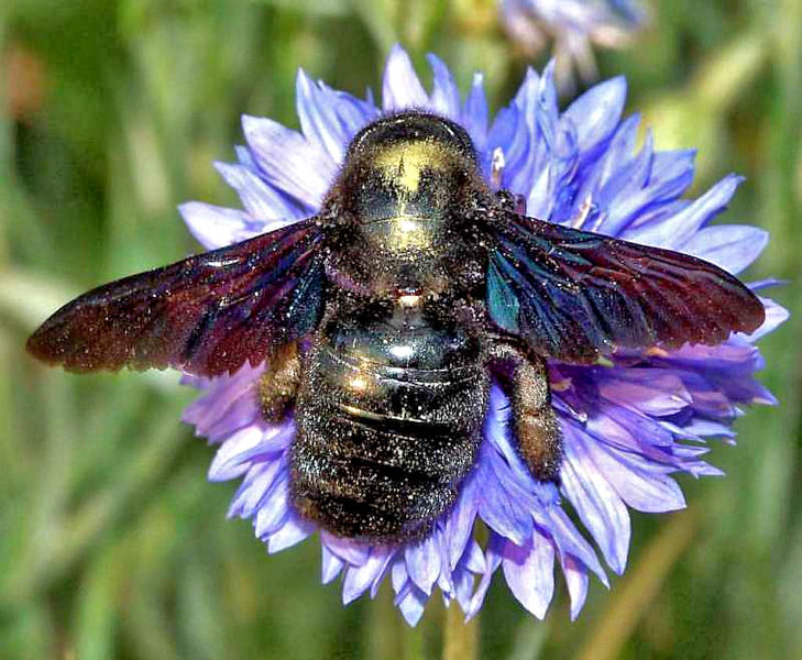 File:Carpenter bee.jpg