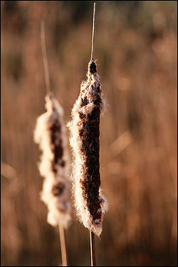 Ctail2.jpg
