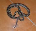 Golden Tree Snake (Chrysopelea ornata)