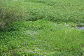 Thumbnail for version as of 00:16, 16 May 2010