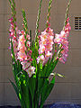 Common name (G. othername)