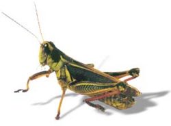 Grasshopper1.jpg