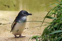 Little Penguin-Sydney.jpg