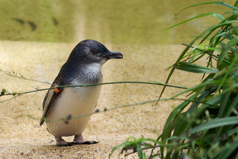 File:Little Penguin-Sydney.jpg