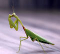 Praying mantis Order: Mantodea