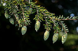 Reproduction Eastern Hemlock.jpg