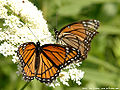 Viceroy Butterfly (Limenitis Archippus)