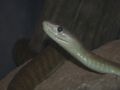 Black Mamba (D. polylepsis)